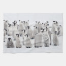 Search for penguin kitchen towels Animal wildlife