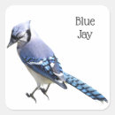 Search for blue jay stickers Wildlife