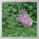 Search for rabbits photography posters cute