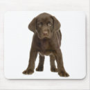 Search for chocolate brown electronics retriever