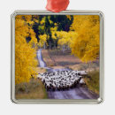 Search for sheep ornaments Barn