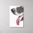 Search for harlequin great dane decor Studio shot