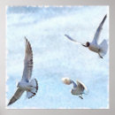 Search for seagull posters Nature