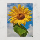 Search for summer postcards Flowers