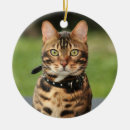 Search for bengal cat ornaments Kitten