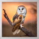 Search for barn owl posters Wild