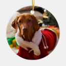 Search for vizsla ornaments Pet