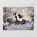 Search for gypsy vanner horse Stallion