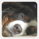 Search for bernese mountain dog stickers Bmd