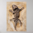 Search for dinosaur skeleton posters Fossils