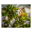 Search for pollinator posters Bee on flower