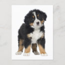 Search for bernese mountain dog cards Puppy