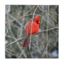 Search for cardinal tiles Animal