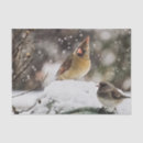 Search for cardinal tissue paper Wildlife