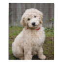 Search for goldendoodle puzzles Mix breed