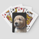 Search for golden retriever playing cards Cute