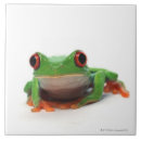 Search for frog tiles Shells