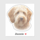 Search for goldendoodle stickers Watercolor