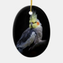 Search for cockatiel ornaments Pet