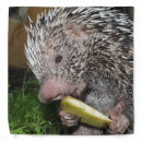 Search for porcupine gifts Zoo