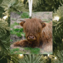 Search for scottish highland cow ornaments Calf