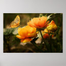Search for butterfly posters botanical