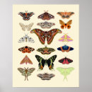 Search for luna moth art Moths