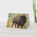 Search for bison birthday cards Buffalo