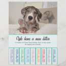 Search for puppy flyers Alano