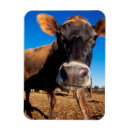 Search for cow magnets Animal