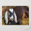 Search for goat birthday invitations Farm animal