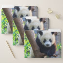 Search for panda folders Nature