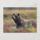 Search for denali alaska postcards Grizzly bear