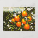 Search for florida orange blossom Travel