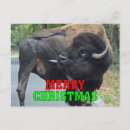 Search for wildlife christmas cards Bison