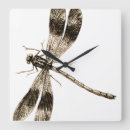 Search for dragonfly clocks Animals