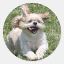 Search for shih tzu stickers Happy