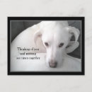 Search for pet loss postcards Missing you