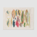 Search for fish tissue paper Fishes
