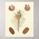 Search for seashell posters Clam