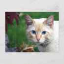 Search for flame point siamese cat Animal