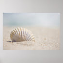 Search for seashell posters Mollusk