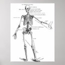 Search for vintage medical skeleton posters Bones