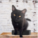 Search for black cat photo statuettes Pet