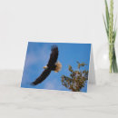 Search for eagle thank you cards Wildlife