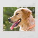Search for golden retriever postcards Smile