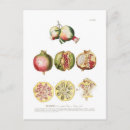 Search for pomegranate postcards Botanical