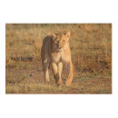 Search for lion art Africa
