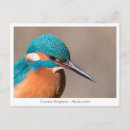 Search for nature postcards Bird