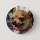 Search for chihuahua buttons Chiwawa